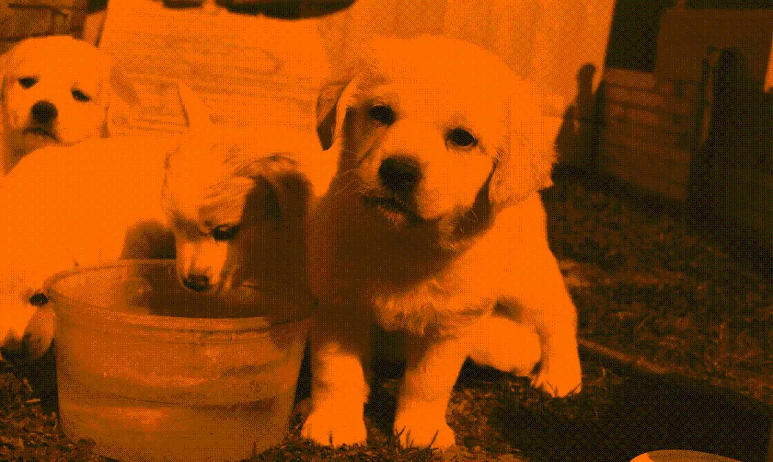 D'Cabo a Rabo Petshop — imagem 1 de 6